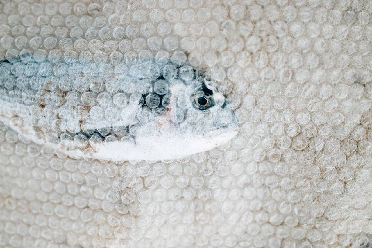 Fish Under a Bubble Wrap Sheet